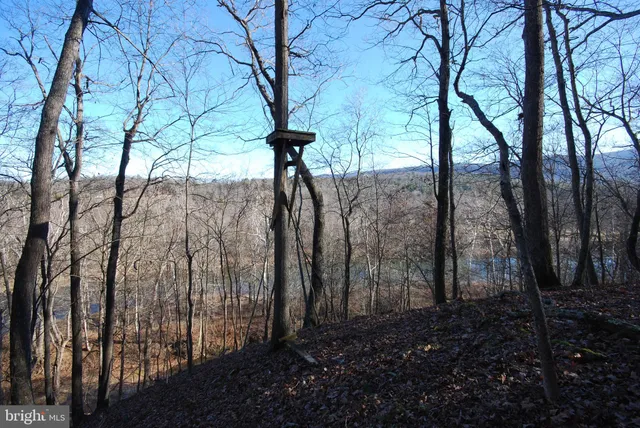 a view of back yard of water and trees