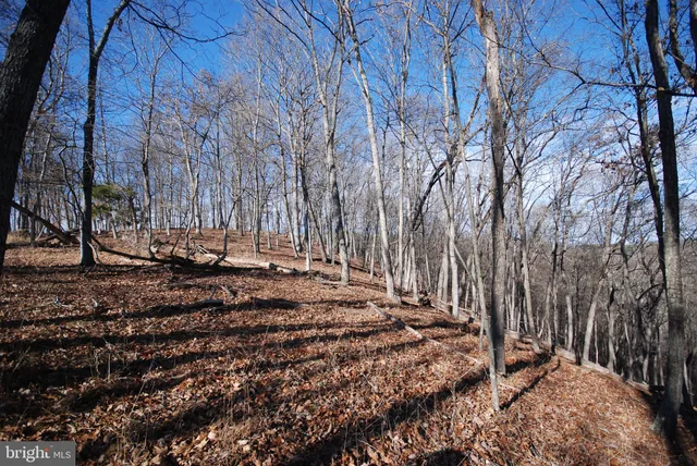 a view of a house with backyard and trees