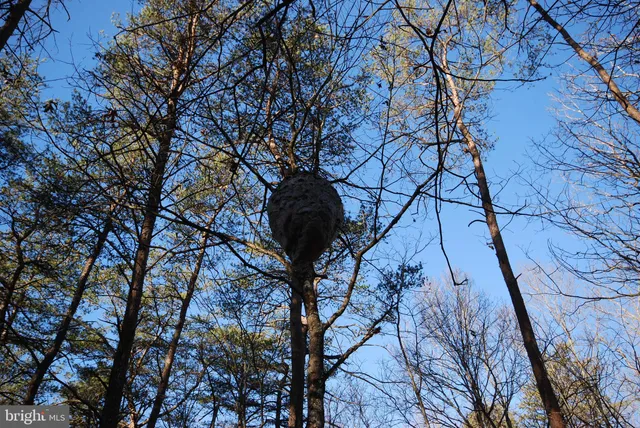 a view of a lush green forest