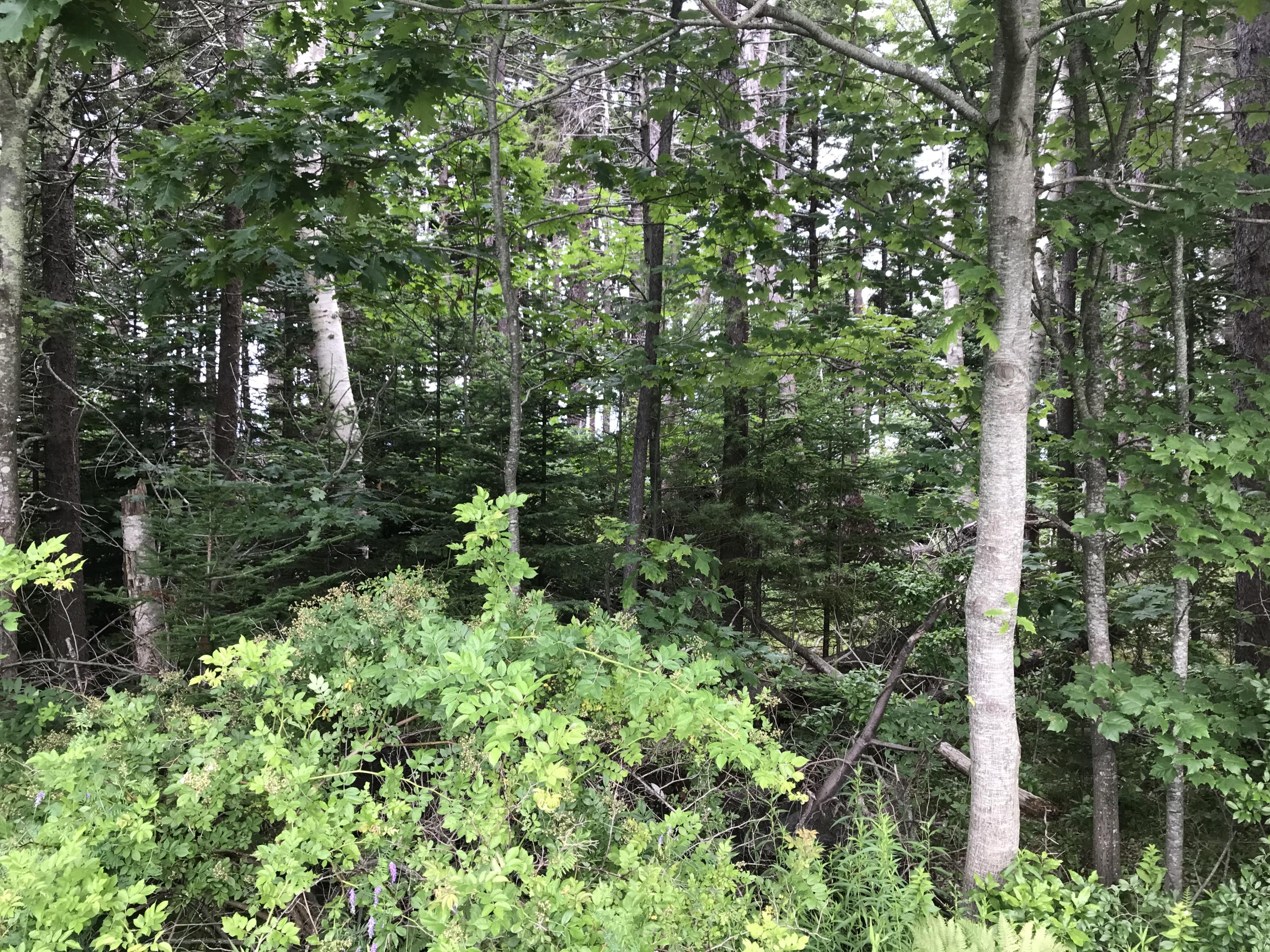 0 Basin Point Road Harpswell, ME 04079 - Photo 10 of 14 4CB35599-9B20-4270-8AAF-FB05A23B6519