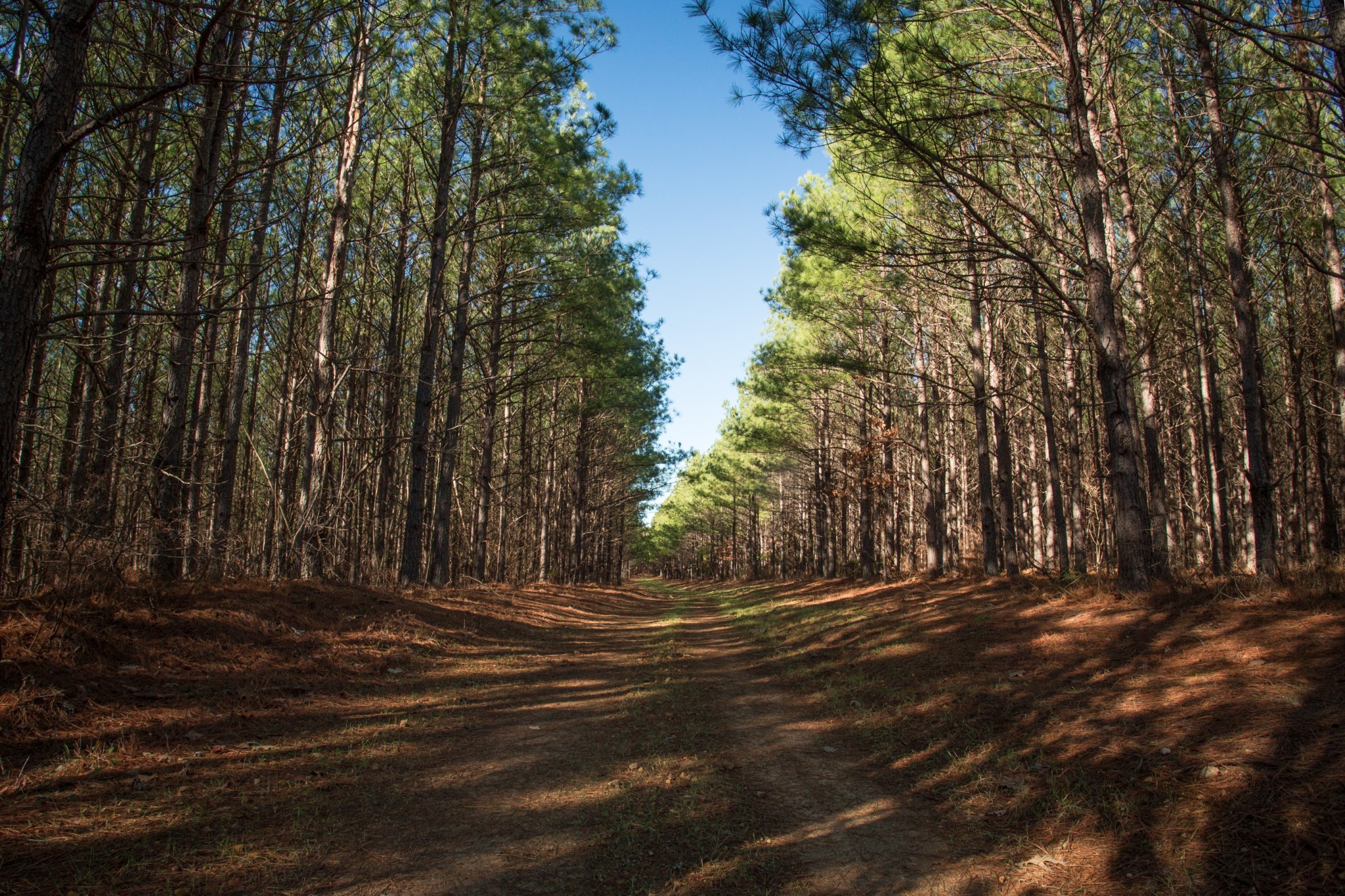 a view of outdoor space with yard