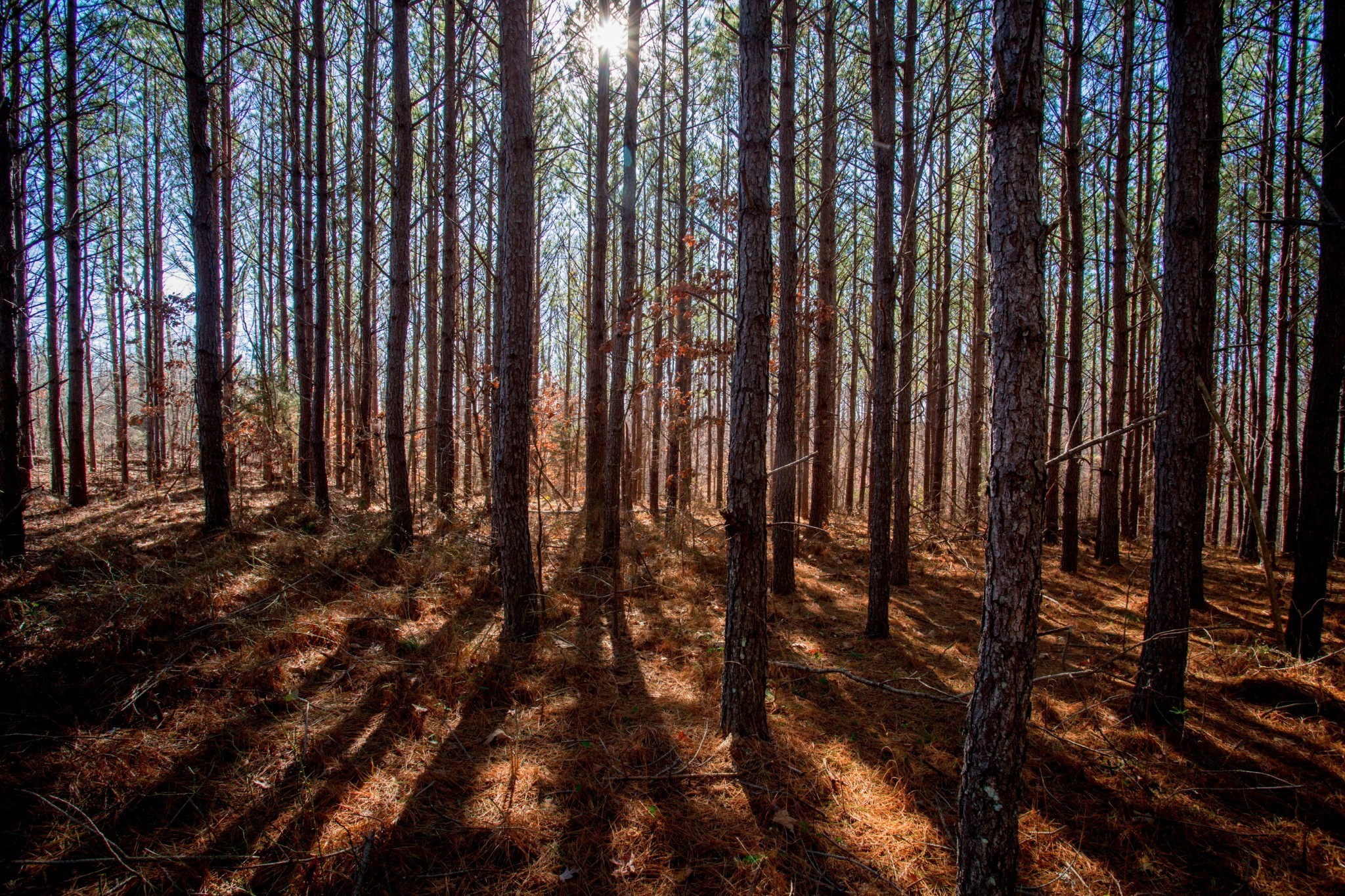 0 Mayfield Divide Road Centerville, TN 37033 - Photo 12 of 38 a view of lots of trees