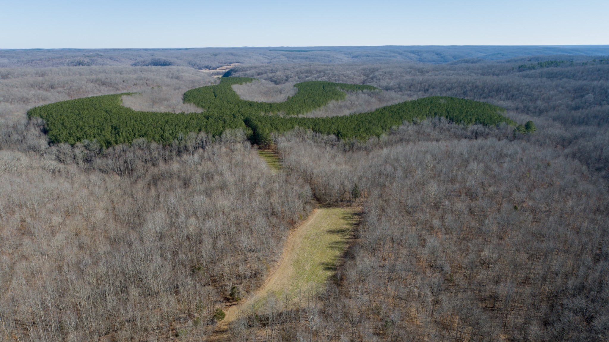 0 Mayfield Divide Road Centerville, TN 37033 - Photo 17 of 38 a view of a dry yard with trees