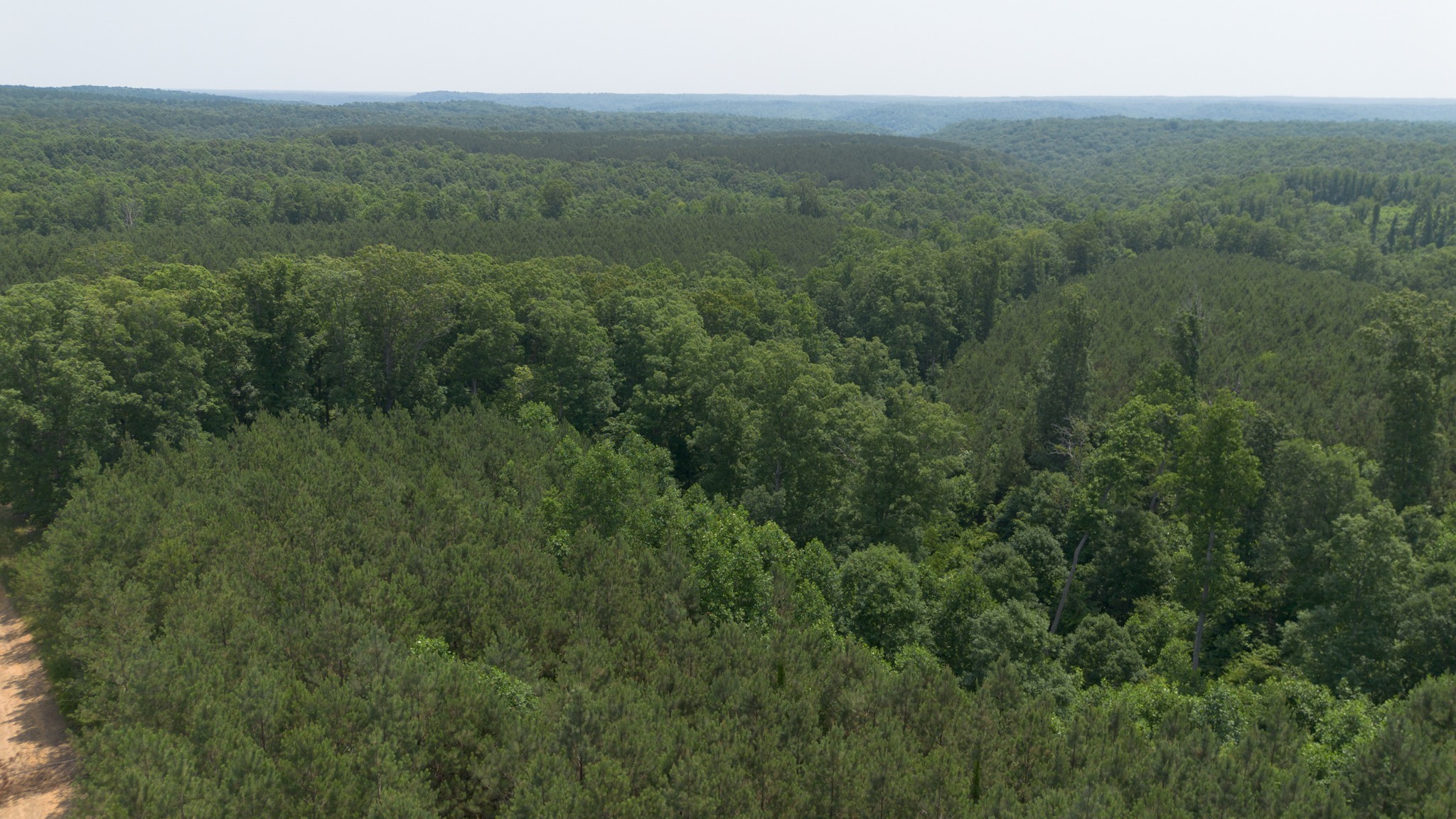 0 Mayfield Divide Road Centerville, TN 37033 - Photo 18 of 38 a view of a lush green forest with trees and some trees