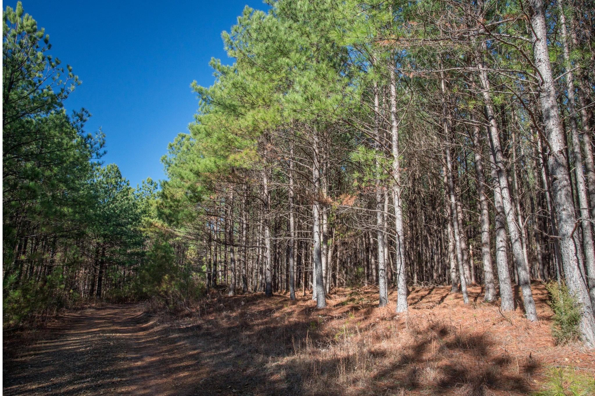 0 Mayfield Divide Road Centerville, TN 37033 - Photo 26 of 38 a view of a yard with plants and trees