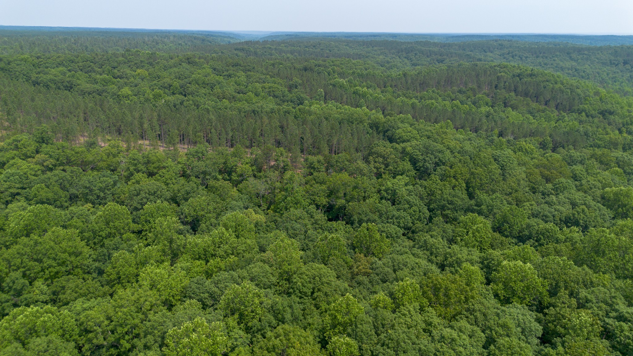 0 Mayfield Divide Road Centerville, TN 37033 - Photo 3 of 38 a view of a lush green forest with a houses