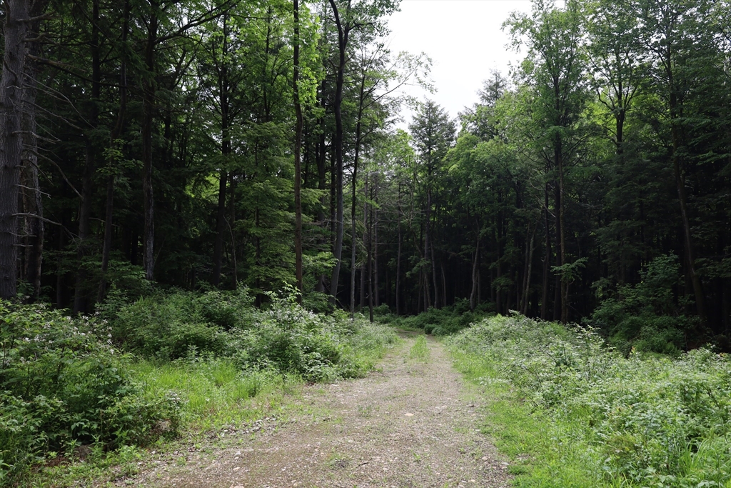 Lot 3 Yokum Pond Road Becket, MA 01223 - Photo 33 of 35 a view of backyard with green space
