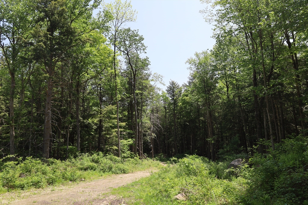 Lot 3 Yokum Pond Road Becket, MA 01223 - Photo 6 of 35 a view of a garden