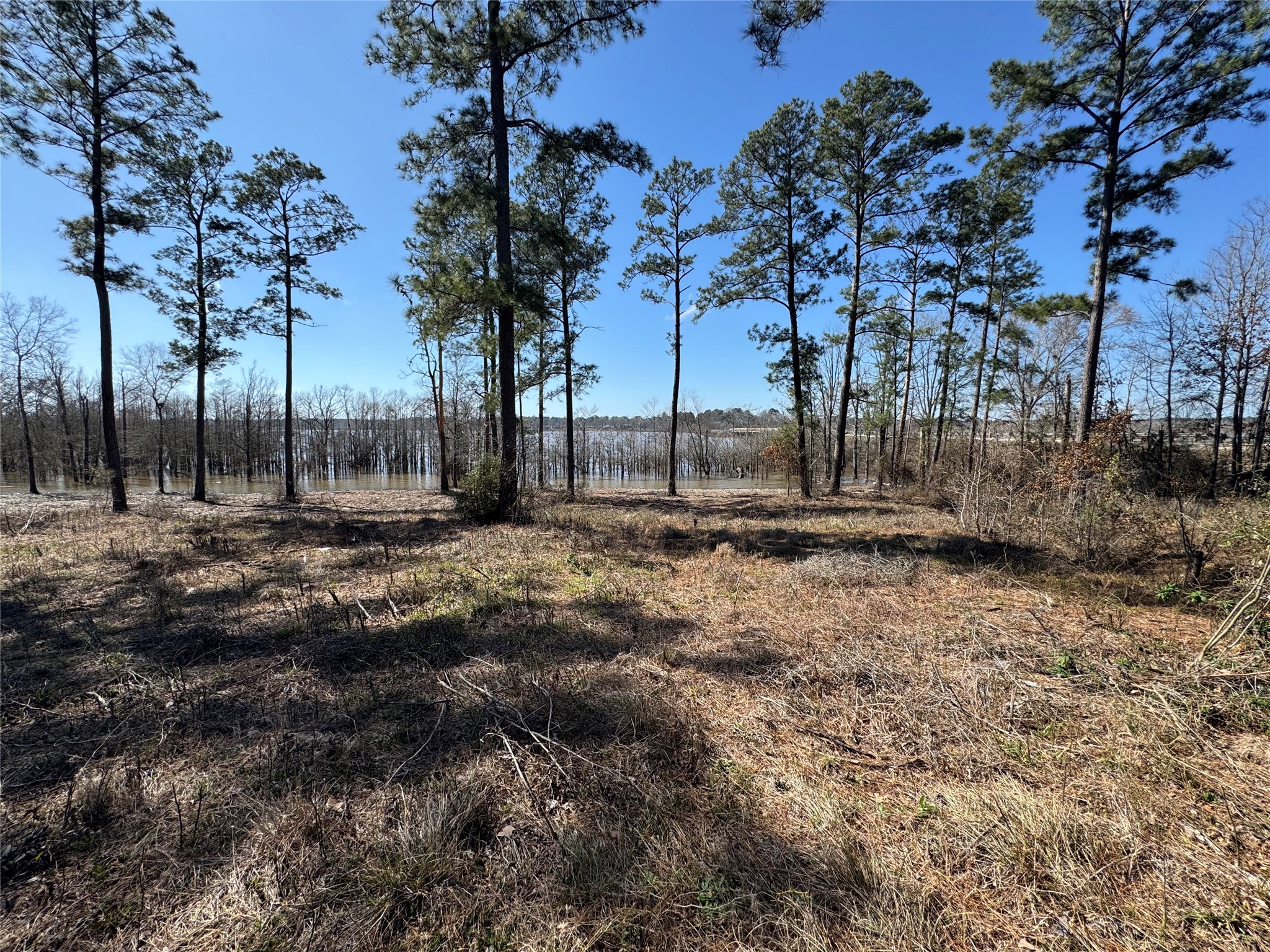 3 Fm 83 Bronson, TX 75930 - Photo 15 of 25 a view of outdoor space with trees