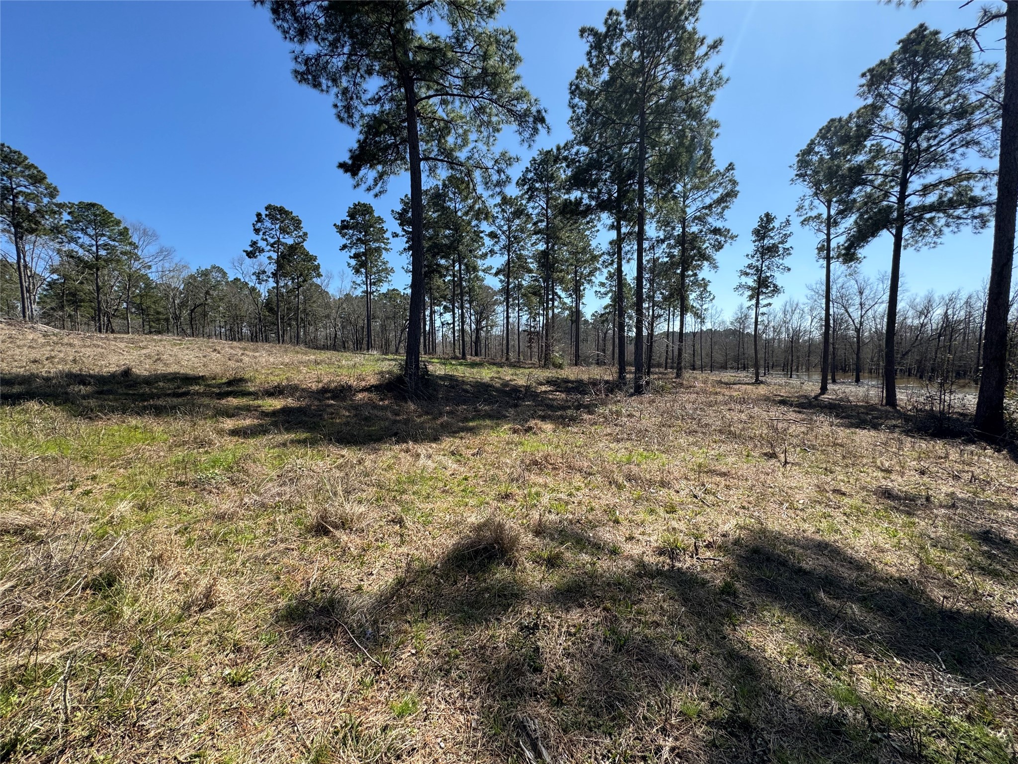 3 Fm 83 Bronson, TX 75930 - Photo 16 of 25 a backyard of a house with large trees