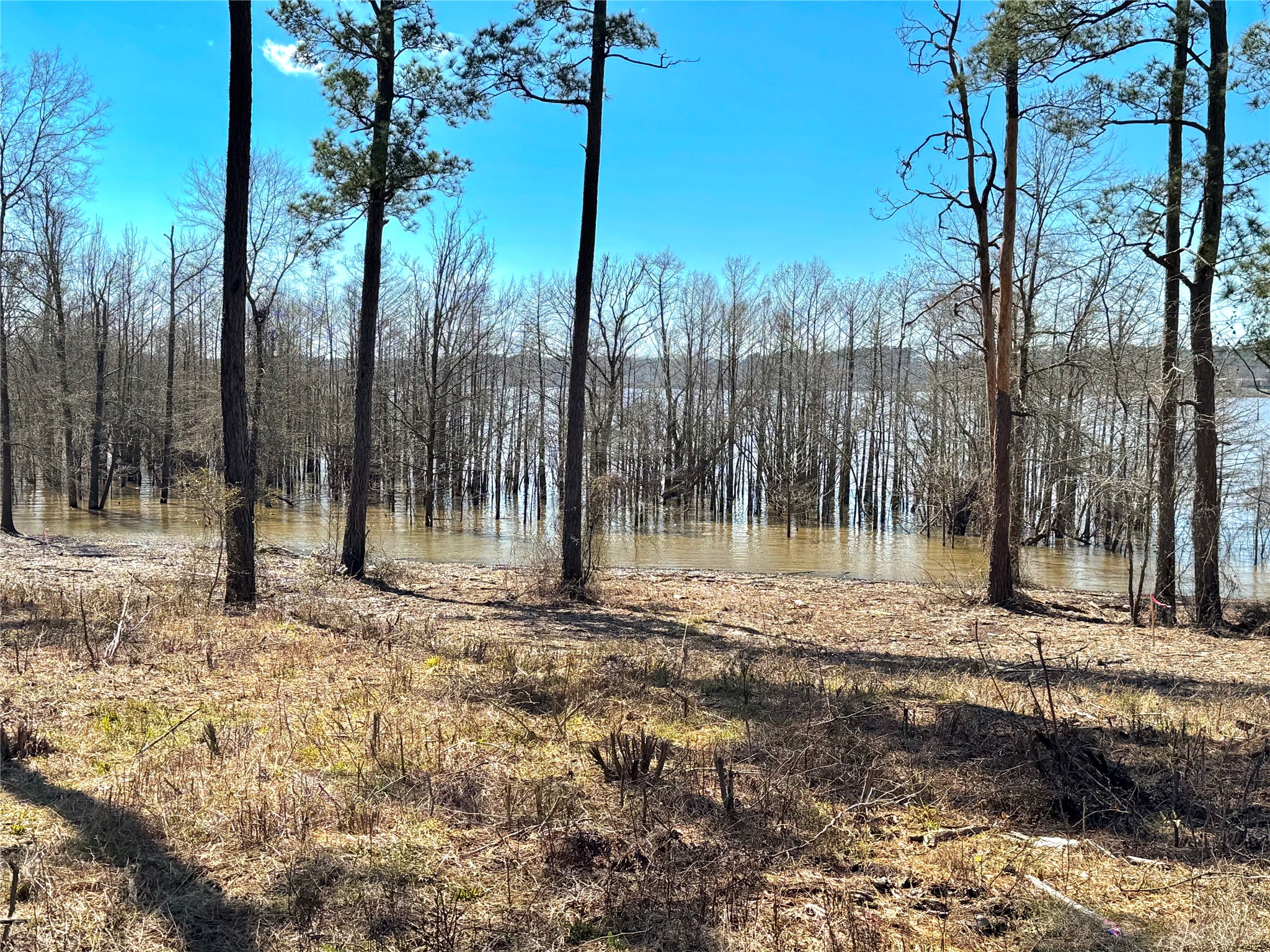 3 Fm 83 Bronson, TX 75930 - Photo 20 of 25 a view of a park with a tree