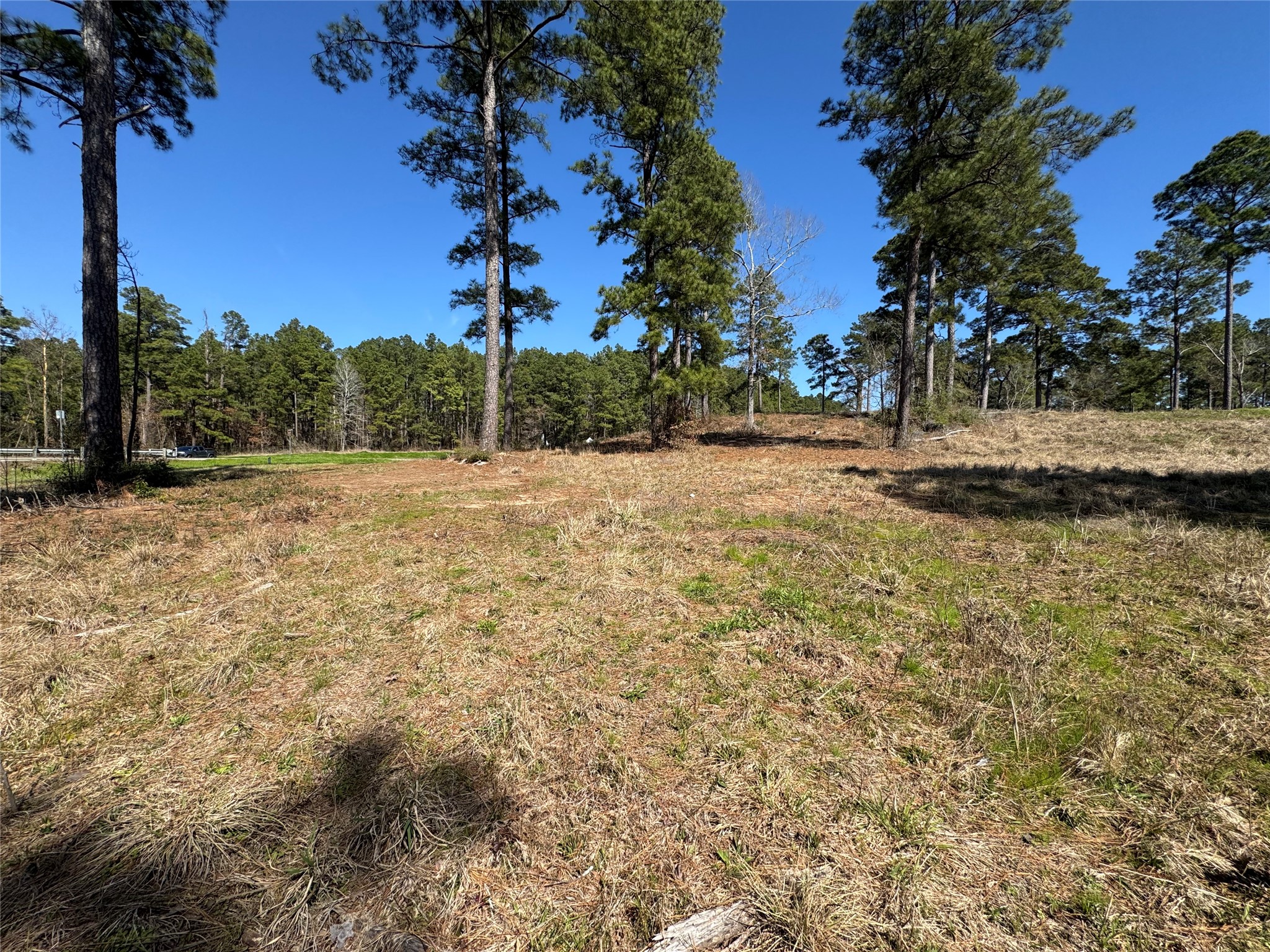 3 Fm 83 Bronson, TX 75930 - Photo 21 of 25 a view of a yard with a tree
