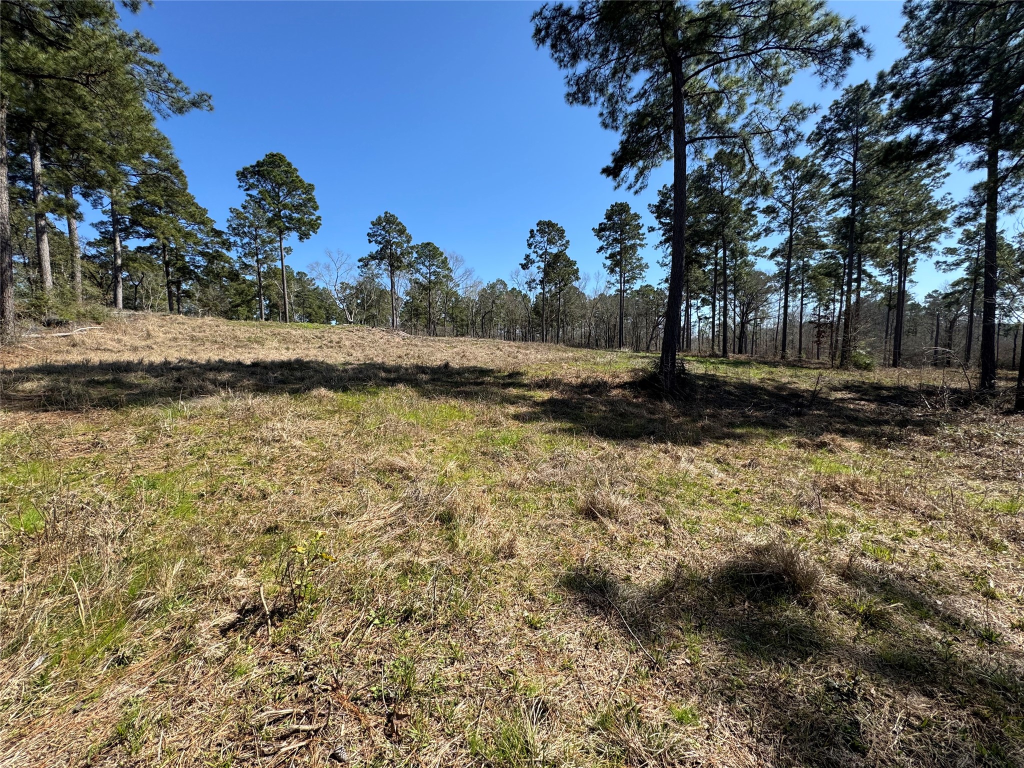 3 Fm 83 Bronson, TX 75930 - Photo 5 of 25 a view of a yard with a tree