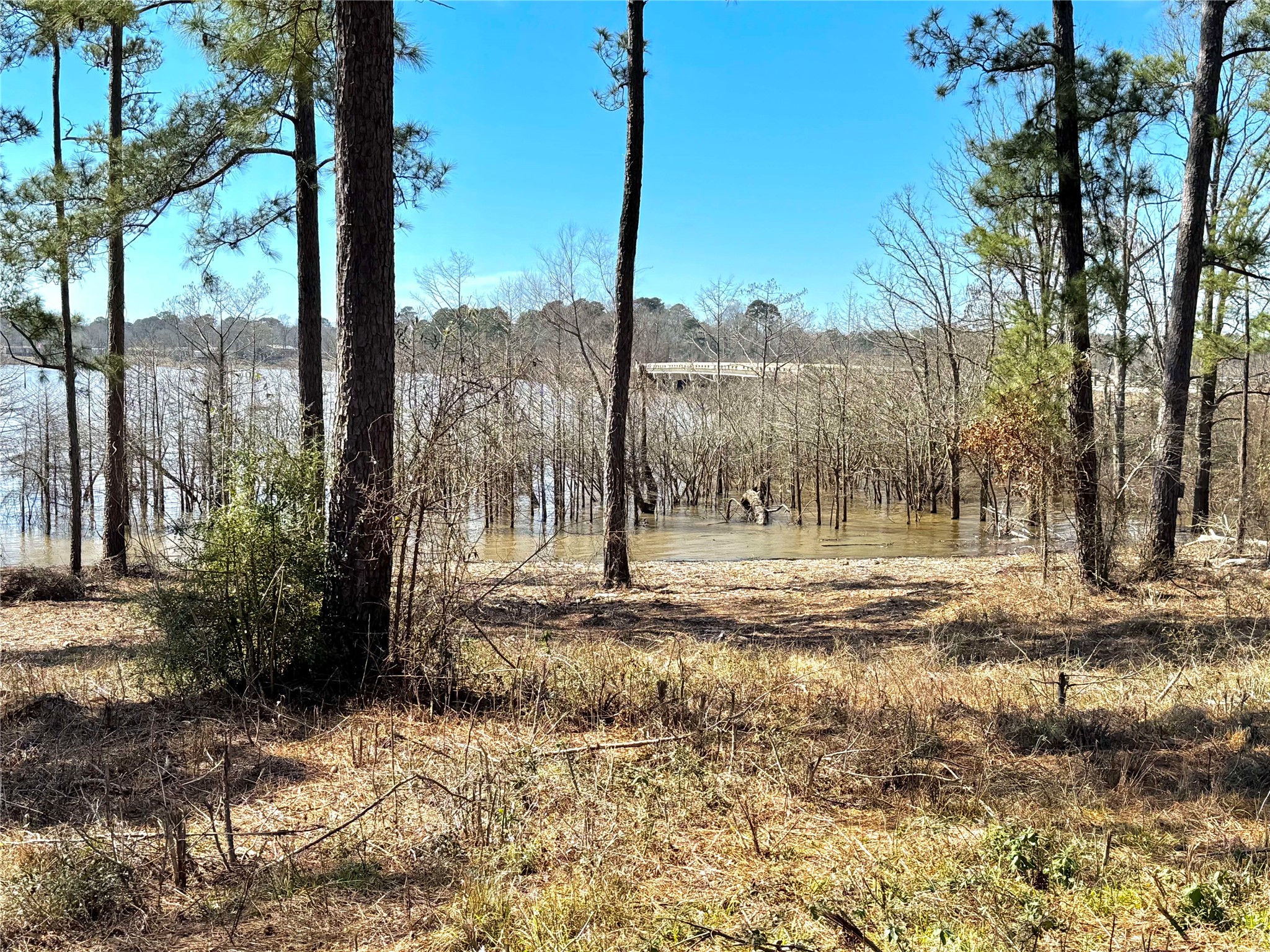 3 Fm 83 Bronson, TX 75930 - Photo 6 of 25 a view of a yard with a tree