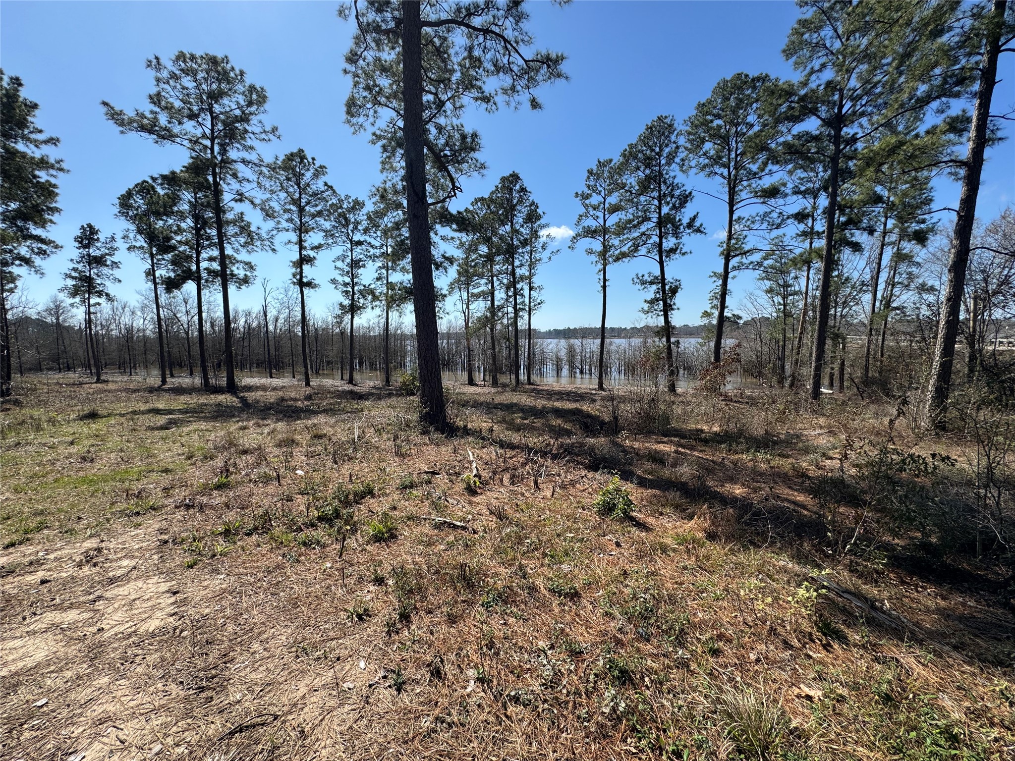 3 Fm 83 Bronson, TX 75930 - Photo 9 of 25 a backyard of a house with lots of trees