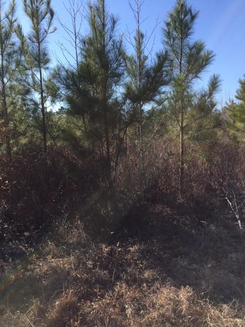 Tbd Roxborough Drive Elloree, SC 29047 - Photo 6 of 6 Kayland6