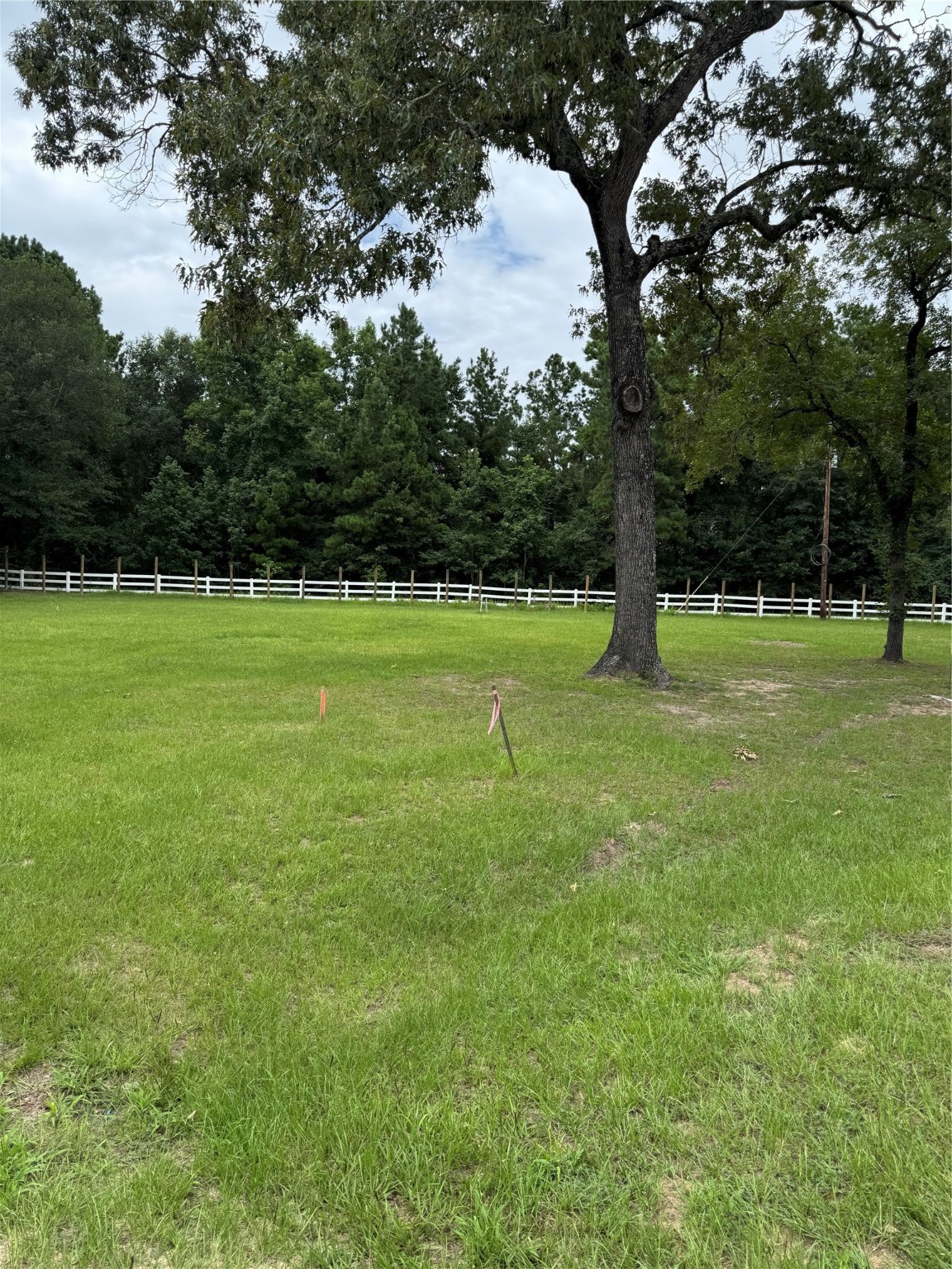 a view of field with tall trees