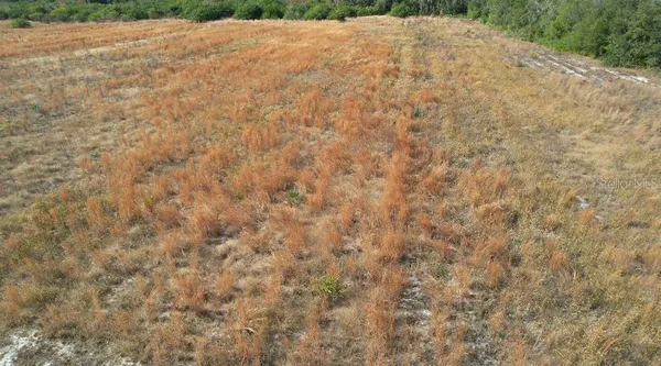a view of a dry yard with a tree