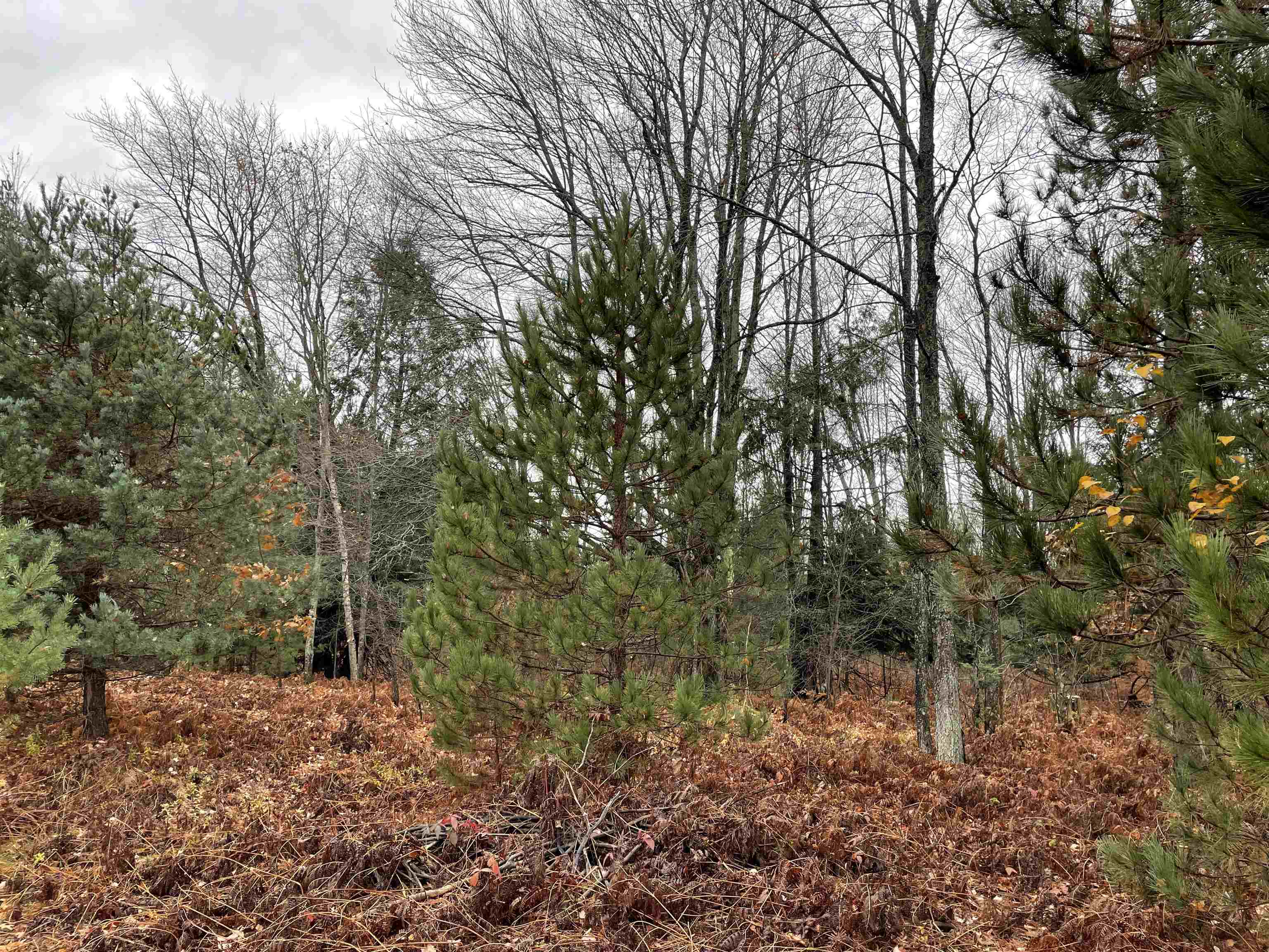 0 35th Road Manton, MI 49663 - Photo 12 of 21 Gallery Image 12