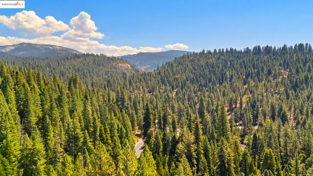 a view of a bunch of trees
