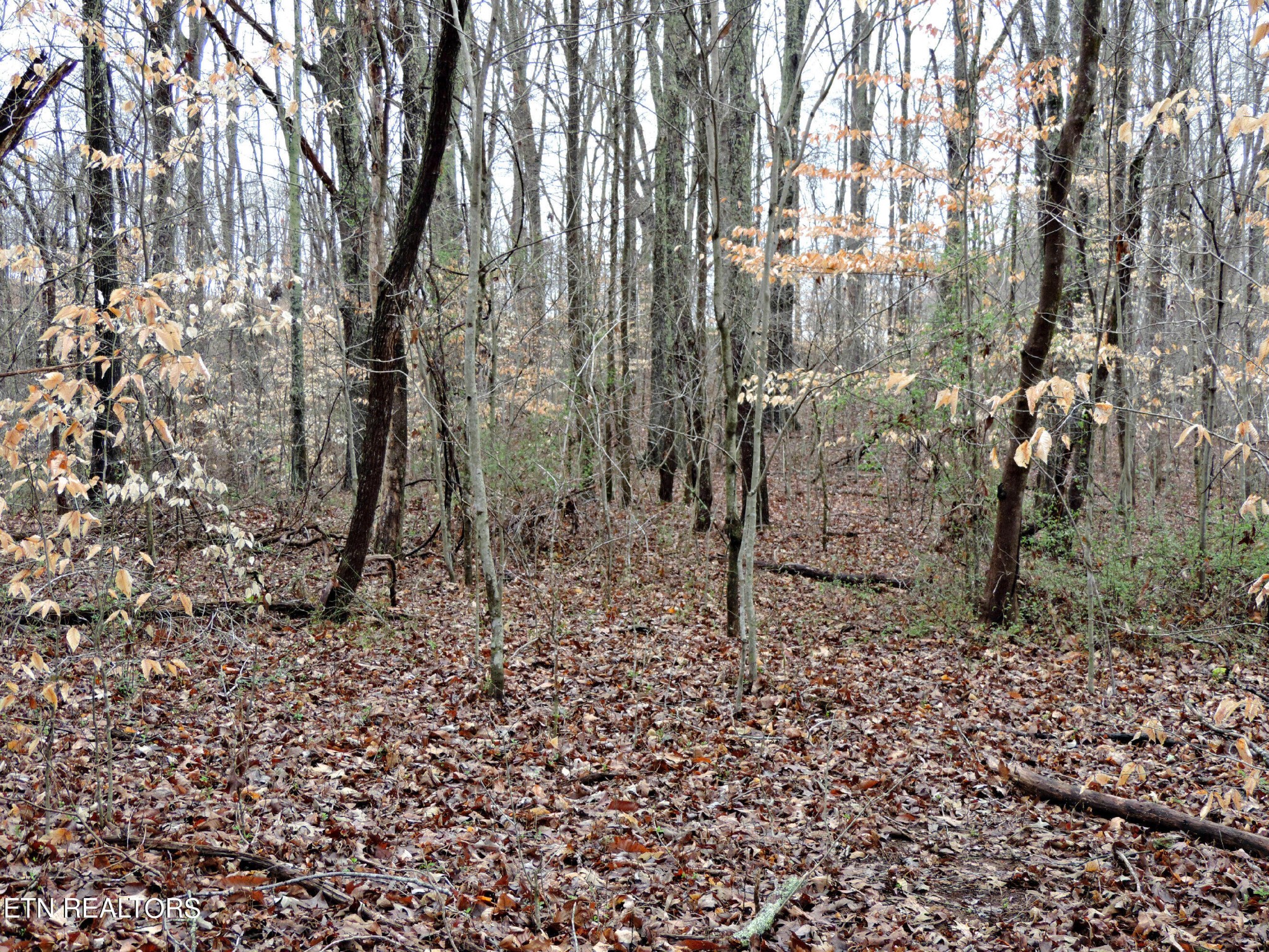 10 Hickory Spgs Road Washburn, TN 37888 - Photo 18 of 21 Gallery Image 18