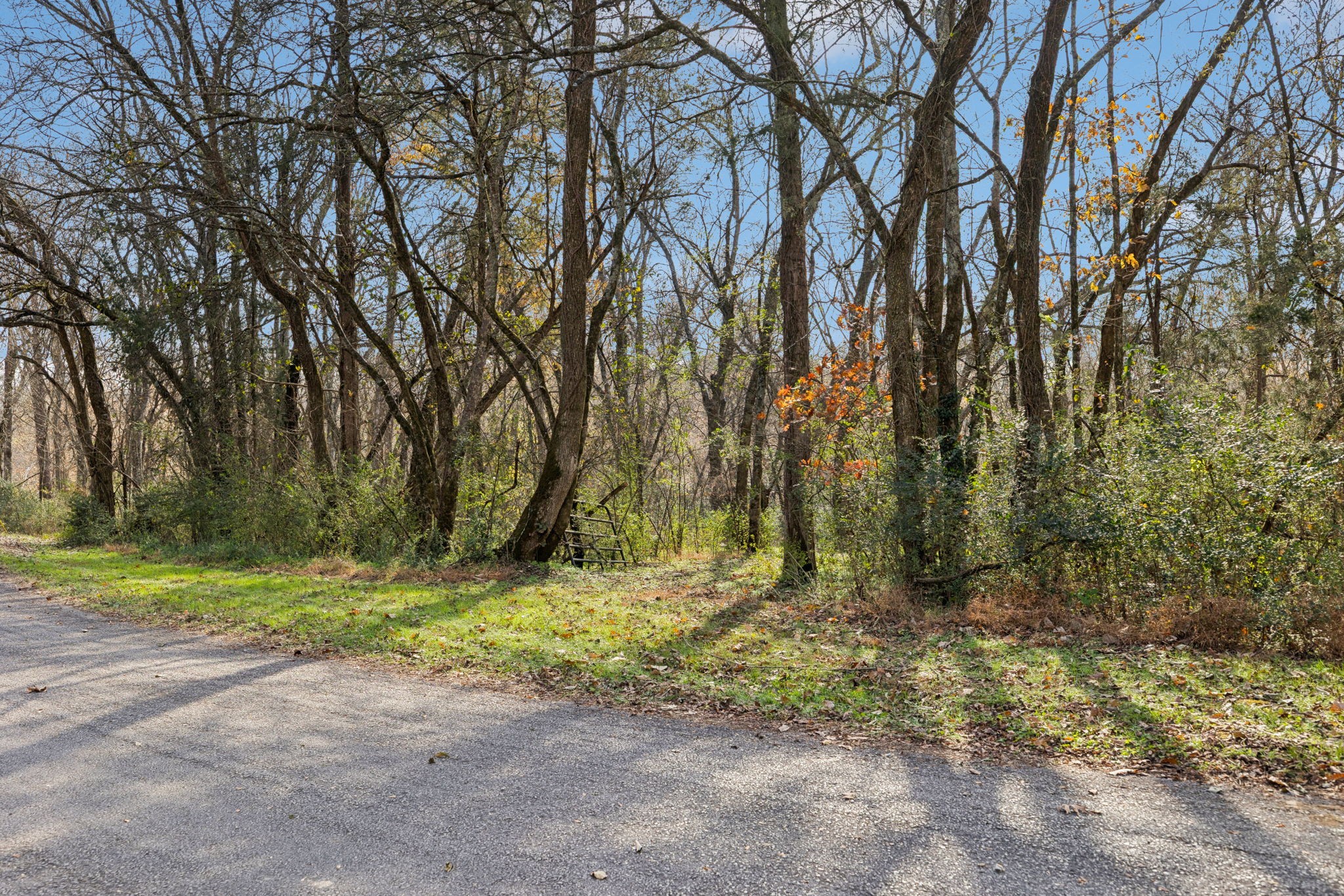 1560 River Road Chapel Hill, TN 37034 - Photo 17 of 80 a backyard of a house with a trees