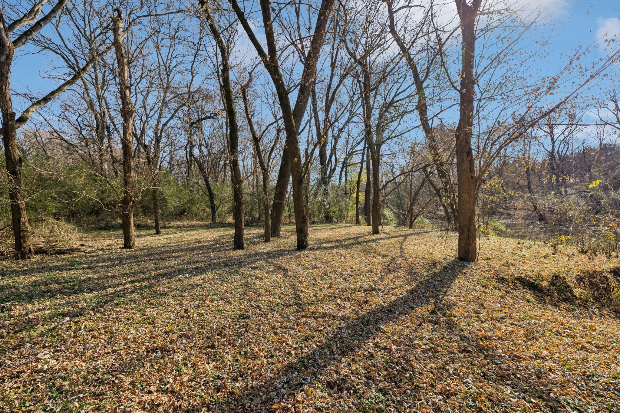1560 River Road Chapel Hill, TN 37034 - Photo 74 of 80 a view of a yard with trees