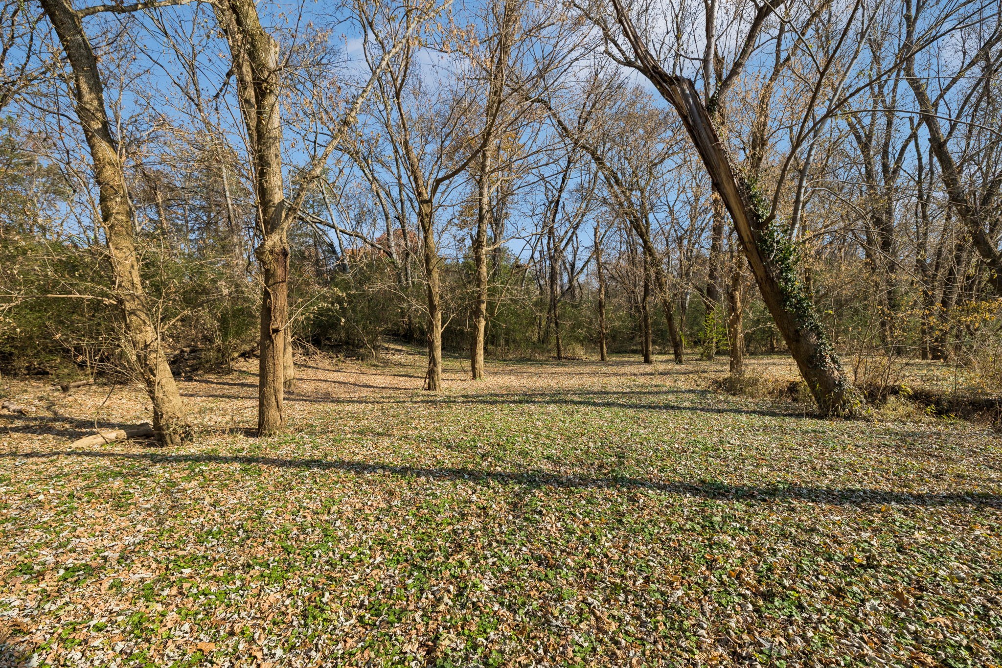 1560 River Road Chapel Hill, TN 37034 - Photo 76 of 80 a view of backyard space and trees