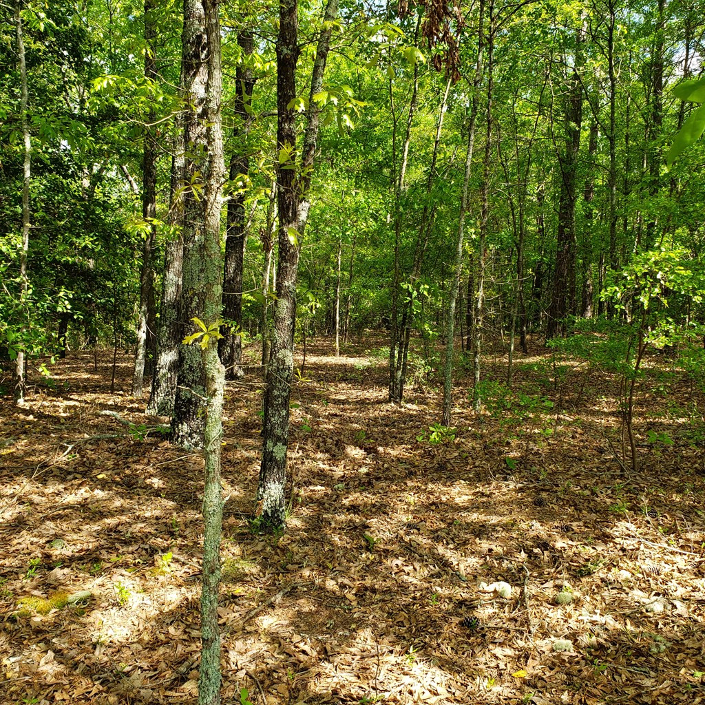 Lot 15 Dairy Road Monetta, SC 29105 - Photo 9 of 10