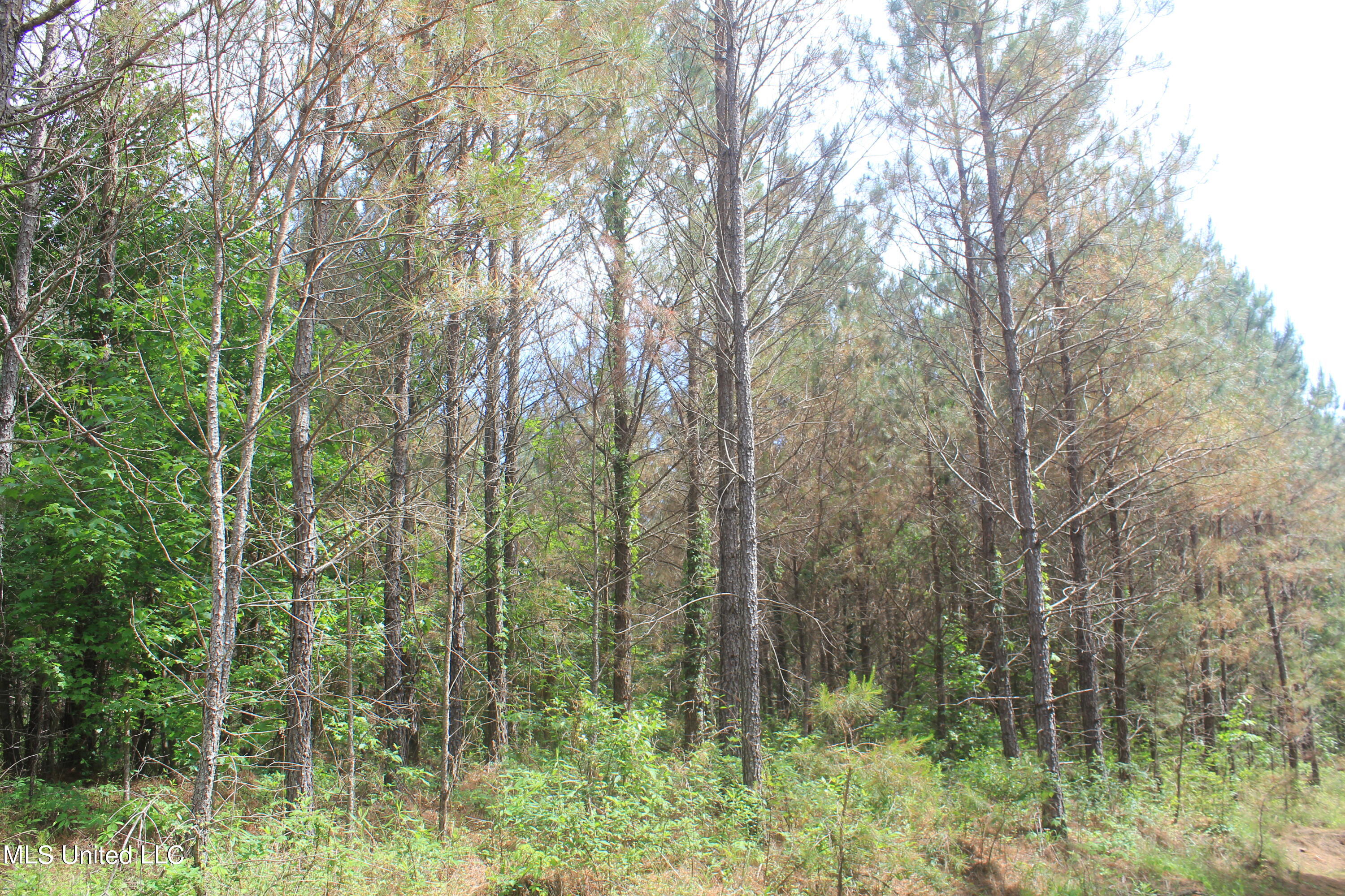 2410 Musgray Road Waterford, MS 38685 - Photo 12 of 25 IMG_8358