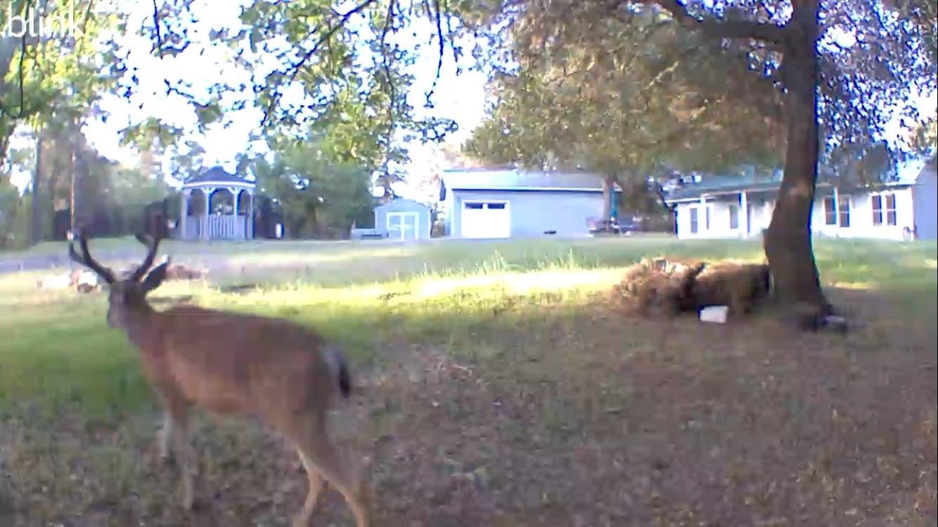 17550 Lueders Court Fiddletown, CA 95629 - Photo 2 of 38