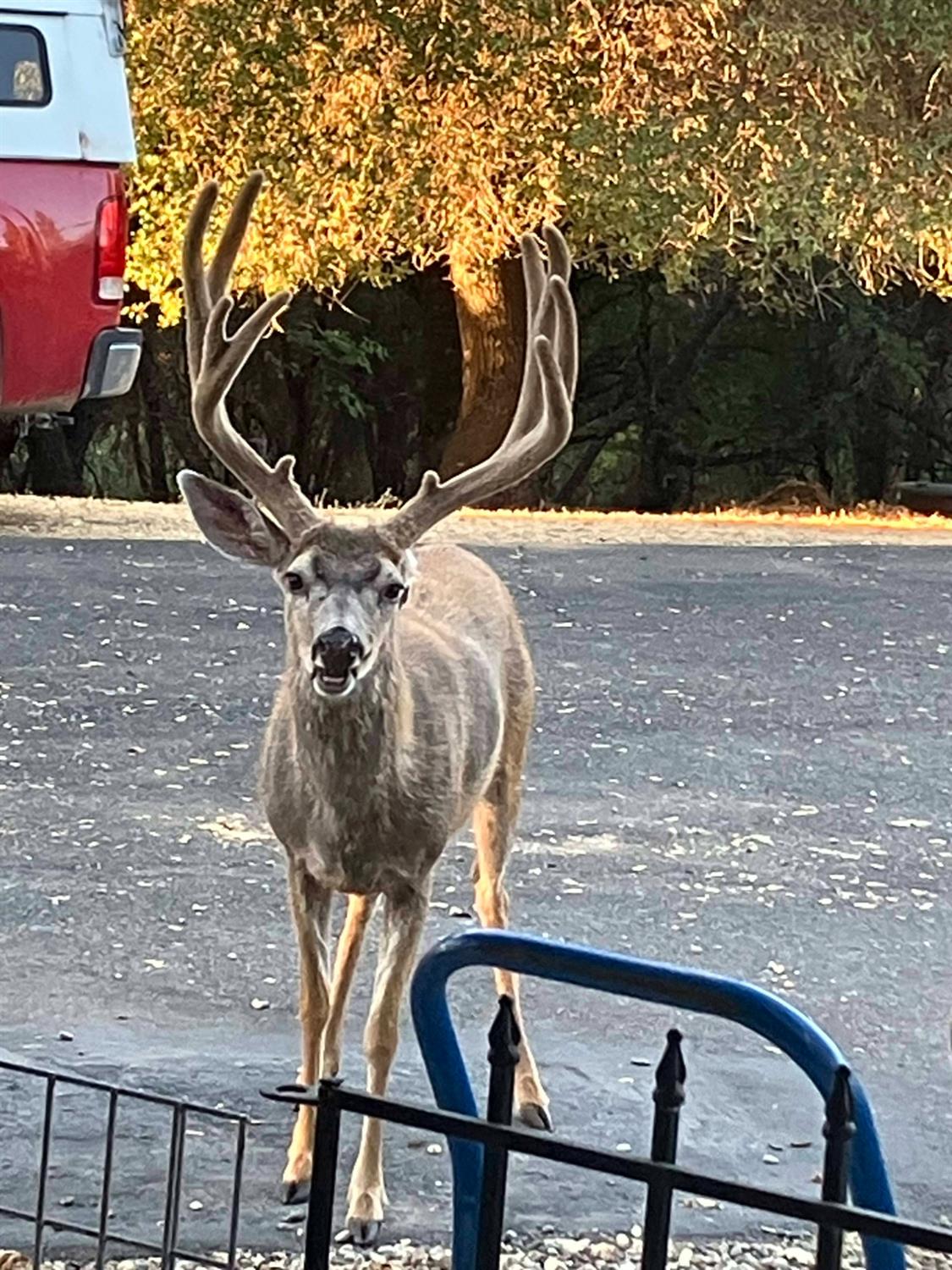 17550 Lueders Court Fiddletown, CA 95629 - Photo 38 of 38