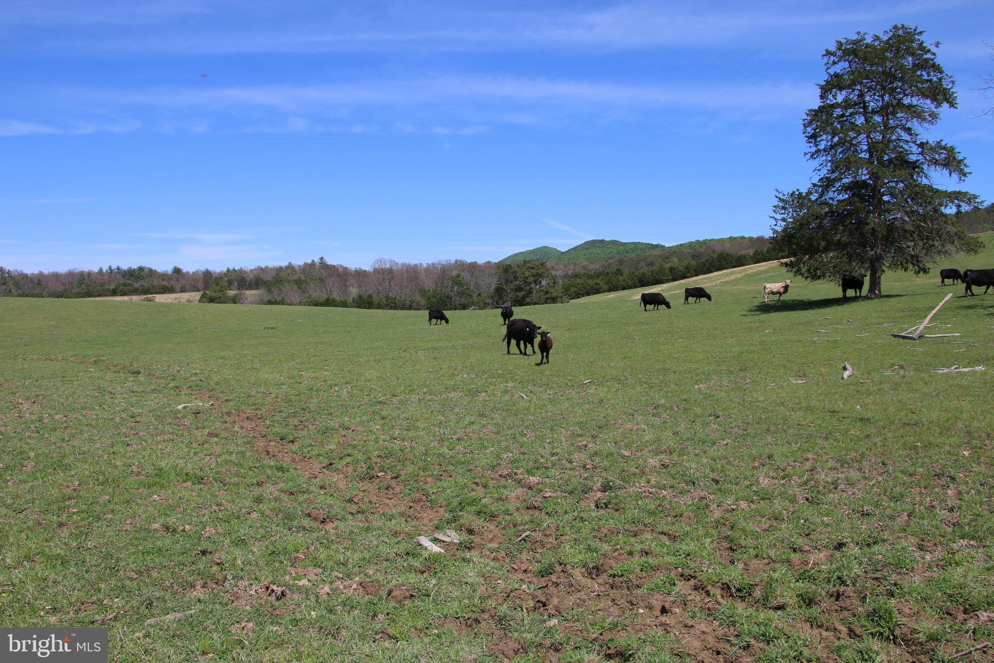 Cold Spring Hollow Lane Fort Valley, VA 22652 - Photo 20 of 106