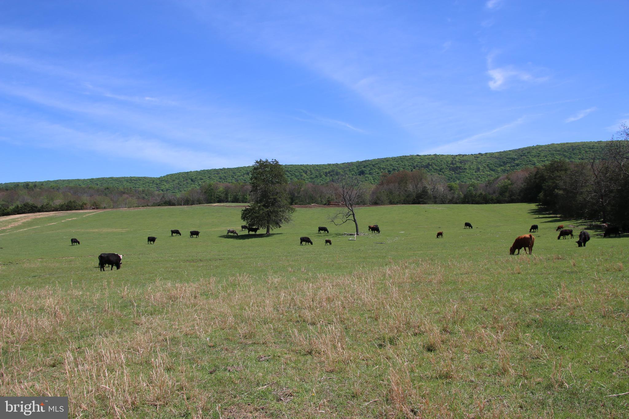 Cold Spring Hollow Lane Fort Valley, VA 22652 - Photo 30 of 106