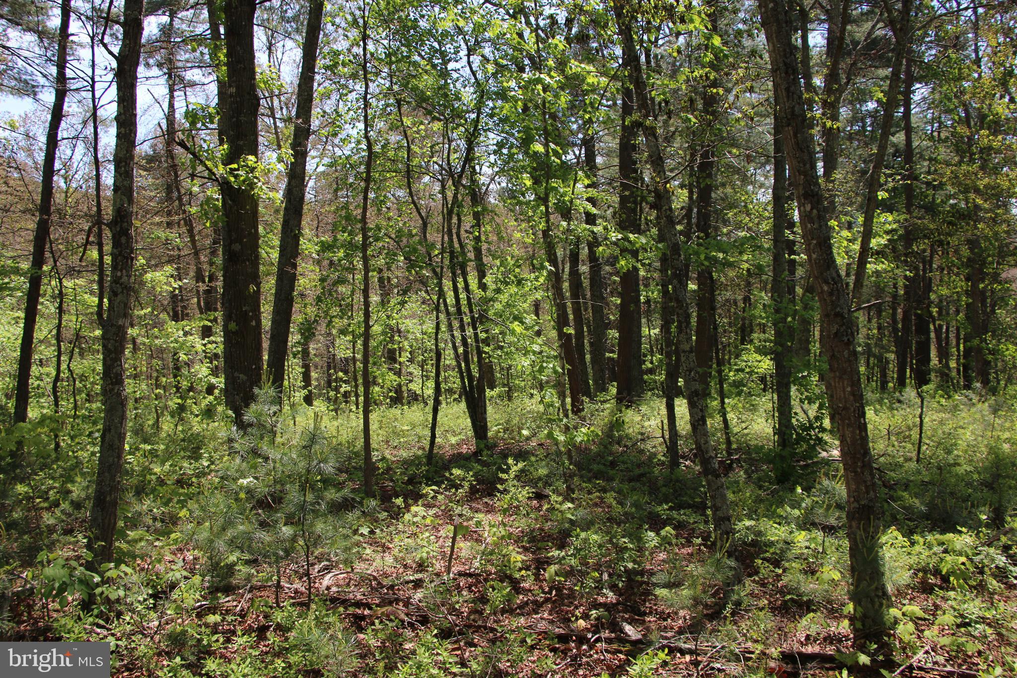 Cold Spring Hollow Lane Fort Valley, VA 22652 - Photo 54 of 106