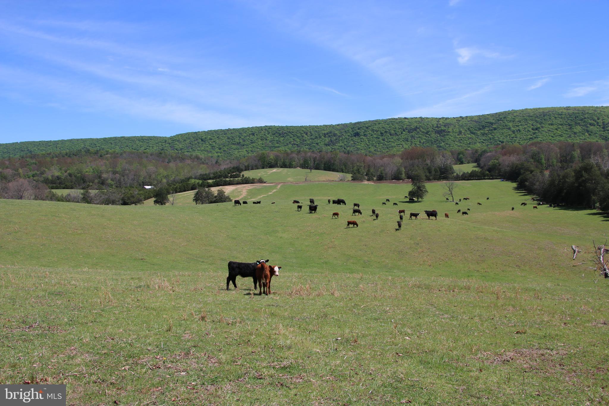 Cold Spring Hollow Lane Fort Valley, VA 22652 - Photo 56 of 106