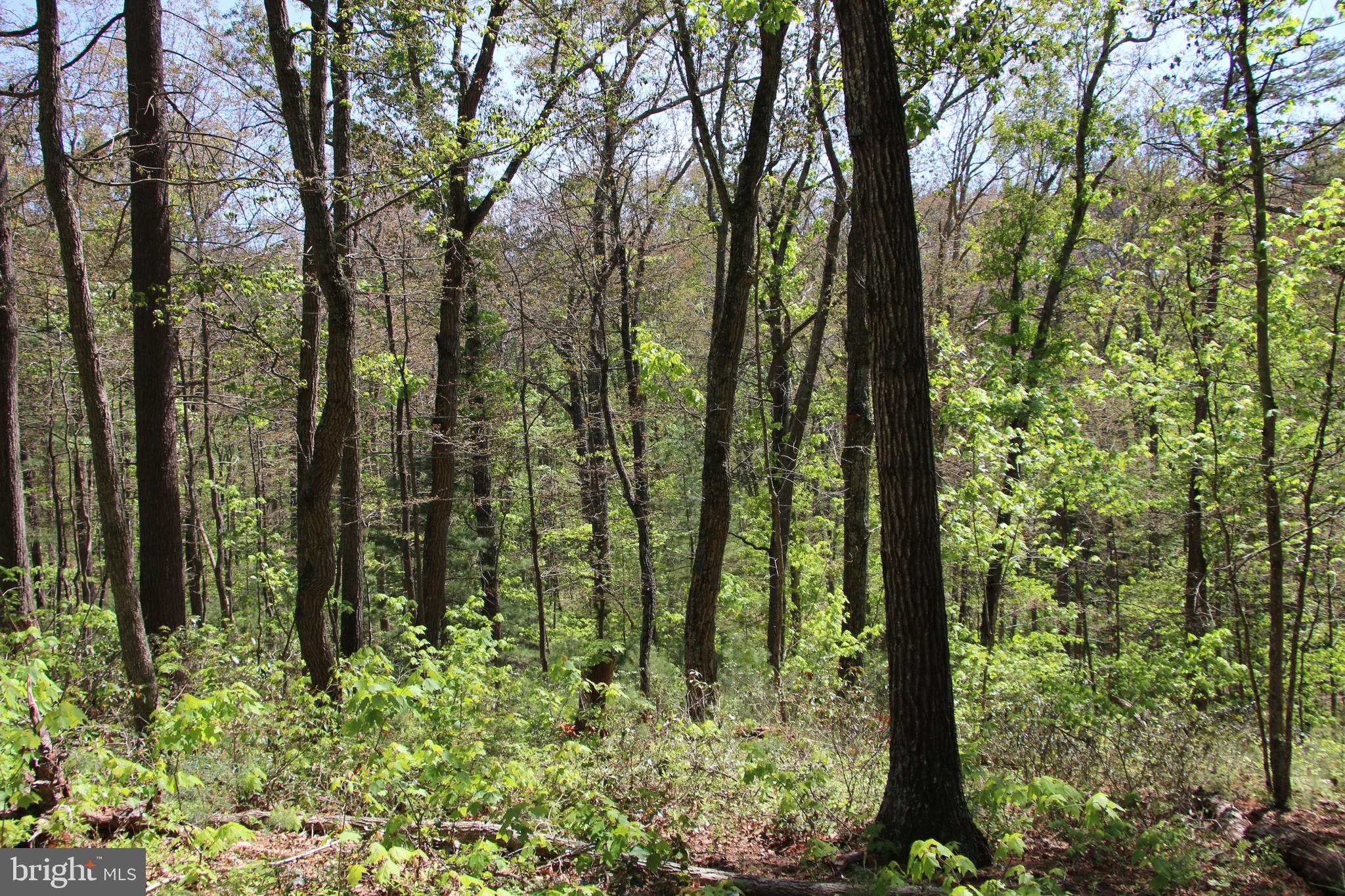Cold Spring Hollow Lane Fort Valley, VA 22652 - Photo 57 of 106