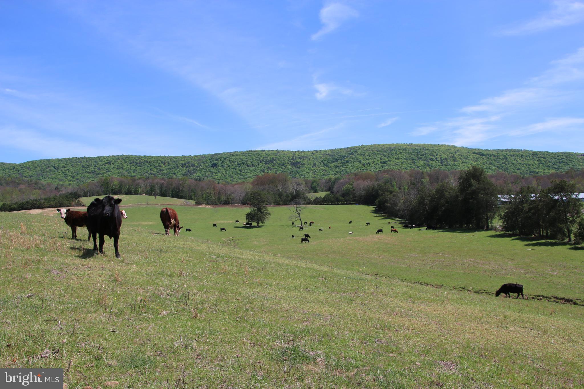 Cold Spring Hollow Lane Fort Valley, VA 22652 - Photo 58 of 106