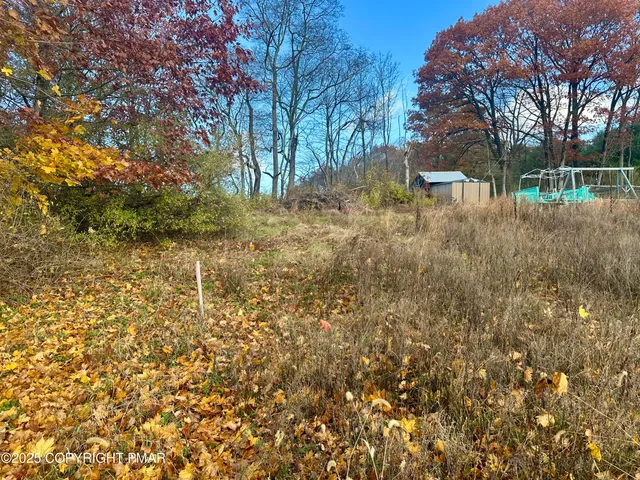 a view of a tree in a yard