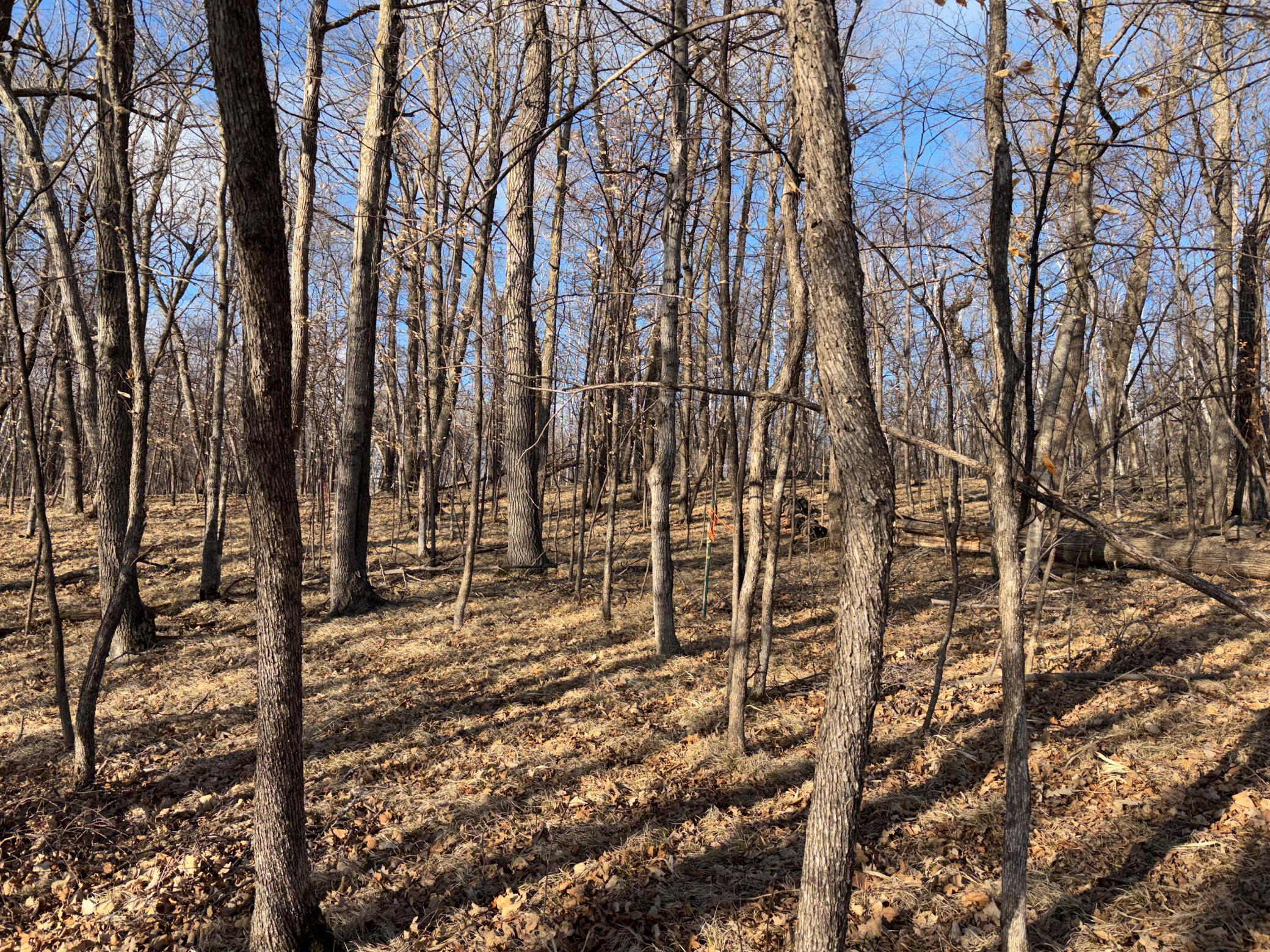 495-xx Fish Lake Road Pelican Rapids, MN 56572 - Photo 7 of 23