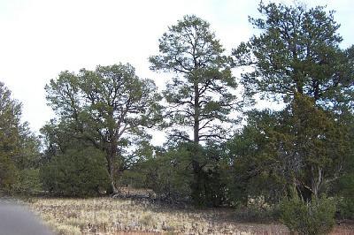 145 Woodlands Ranch Road Williams, AZ 86046 - Photo 3 of 6 Additional Photo