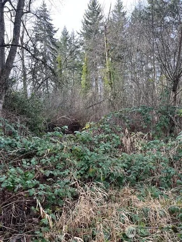 a view of a forest with trees
