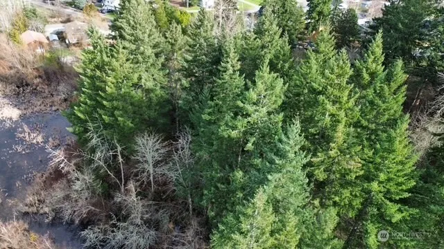 a view of a forest with a tree