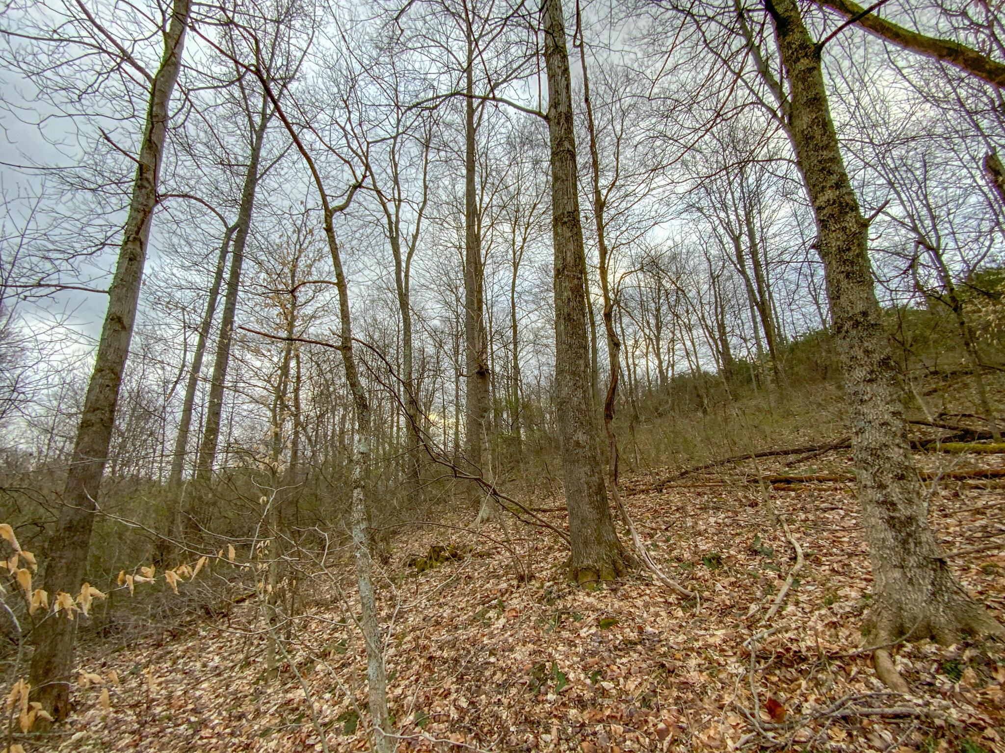 Lot 2 Fogle Road Caldwell, OH 43724 - Photo 13 of 23 IMG_5298