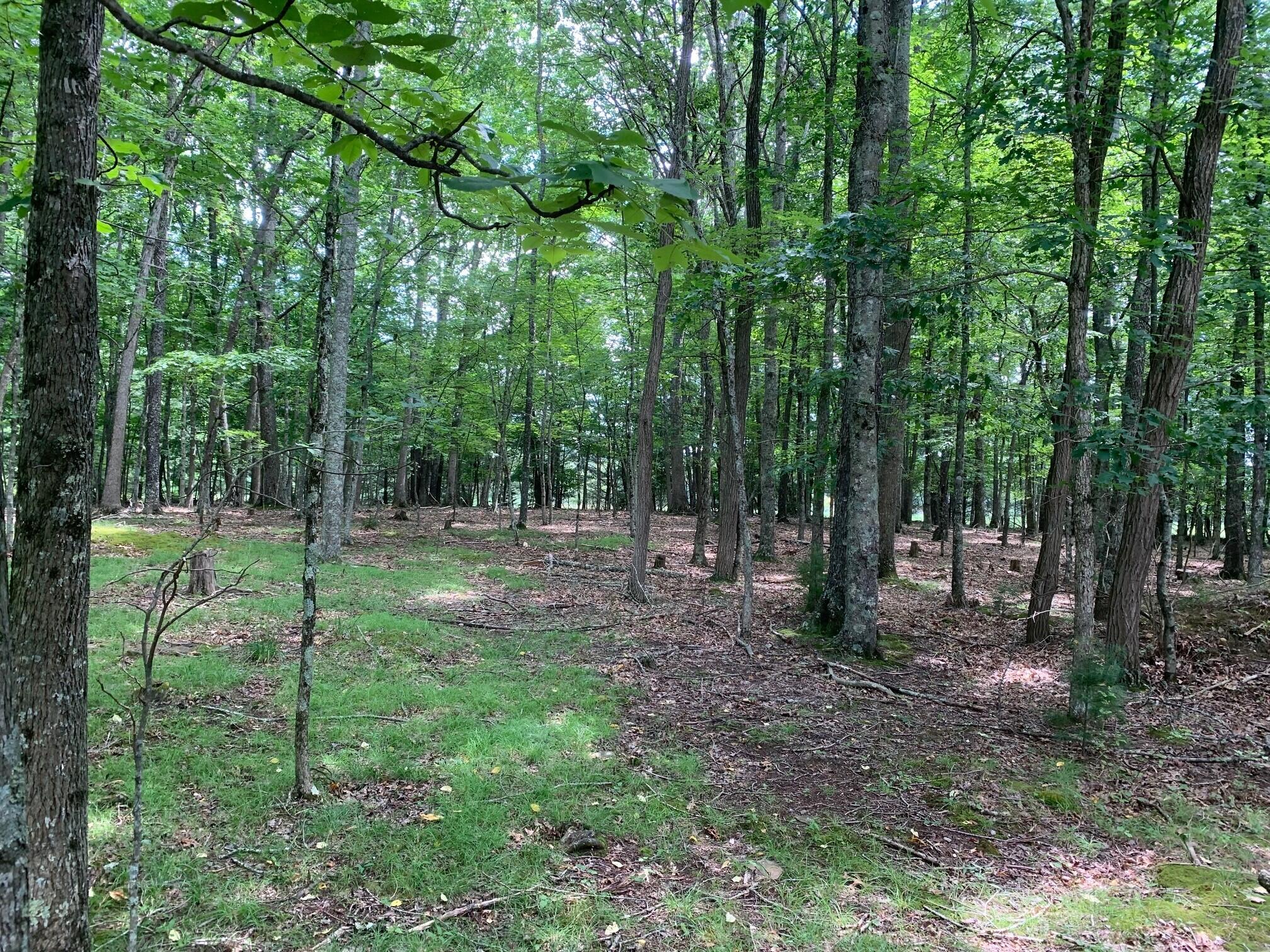 9260 Edray Road Cass, WV 24927 - Photo 11 of 14 Gallery Image 11