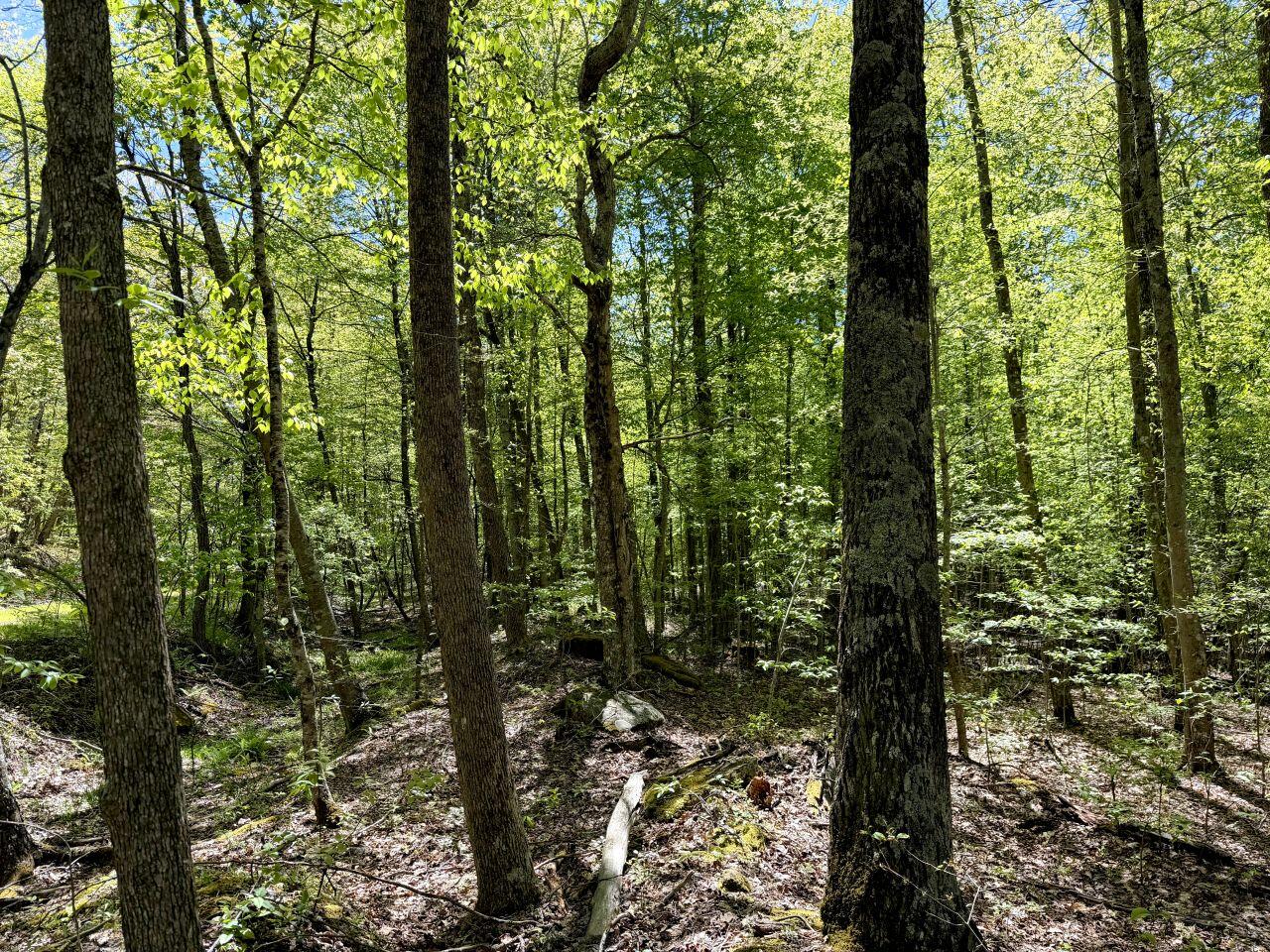 0 Iona Road White Oak, WV 25989 - Photo 27 of 150 Tract-12-IMG_4471
