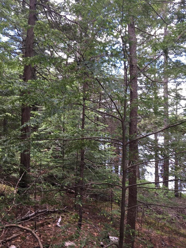 Lot 515 Deer Haven Road Wesley, ME 04686 - Photo 9 of 11 66189815_2282882231953012_20984187275895