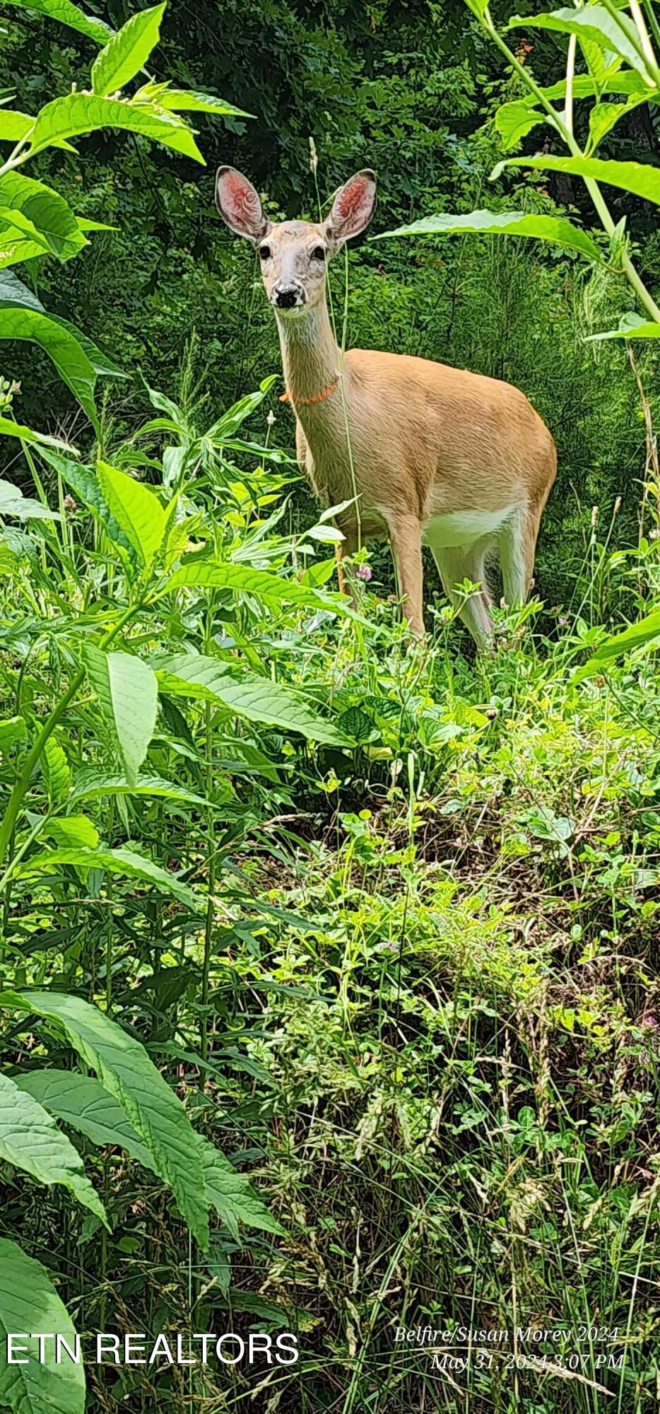 609 Miller Hollow Road Bean Station, TN 37708 - Photo 45 of 45 Young doe