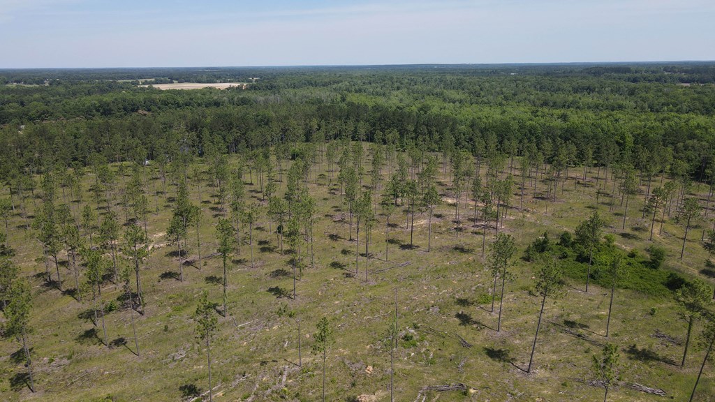 0 State Line Road Cottonwood, AL 36320 - Photo 9 of 27