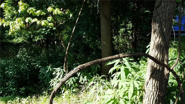 a backyard of a house with lots of green space